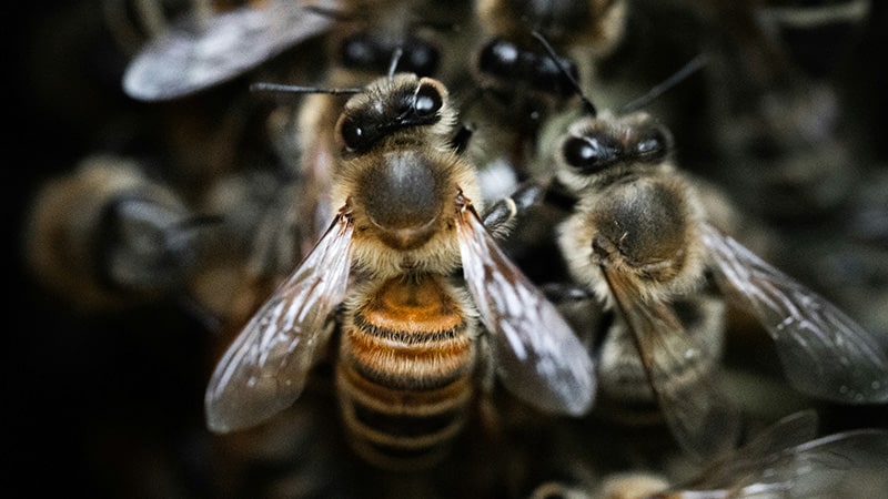 closeup shot of bees crawling on top of one another