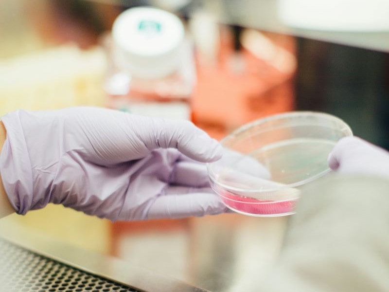 close-up shot of hands holding petri dish in laboratory