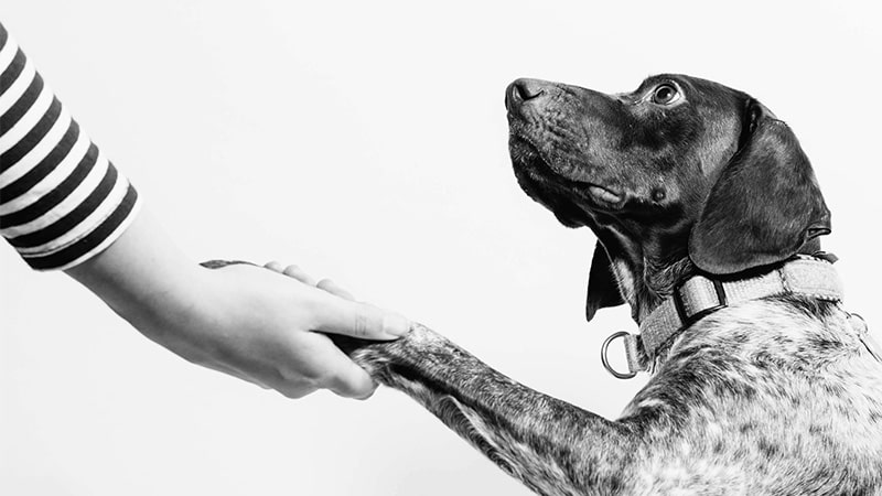 a dog shakes hands with a person