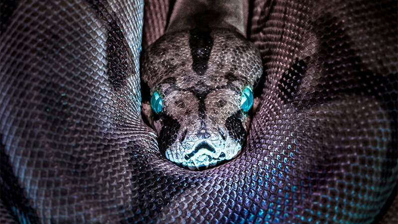 closeup of blue-eyed snake curled up