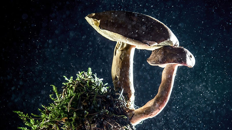 closeup of mushroom growing from moss and releasing spores