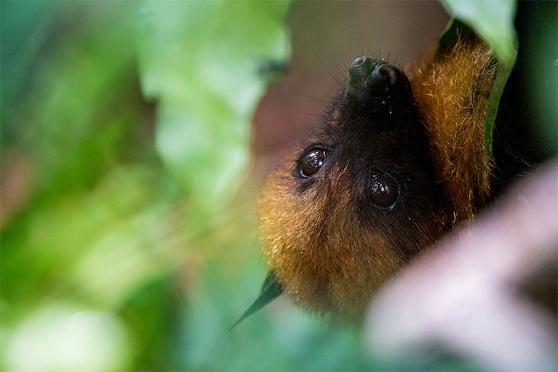 closeup shot of bat hanging from leaves