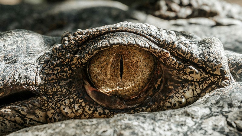 close-up shot of alligator's eye