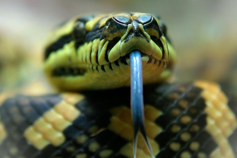 Woman Wakes Up to 8-foot Snake Lying on Her Chest