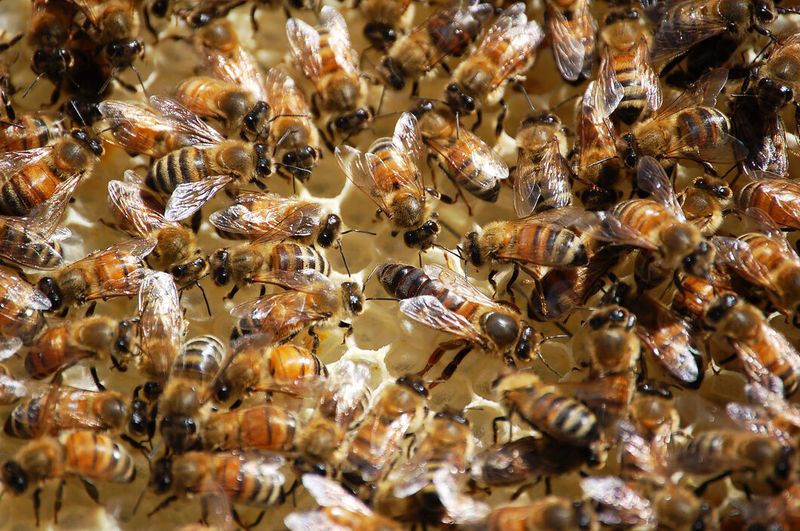 Beekeeper Sics Swarm on Police During Traffic Stop