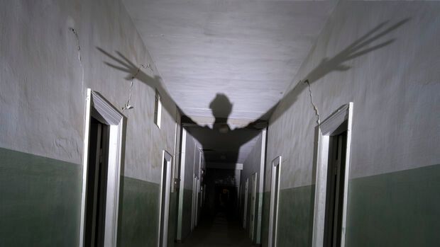 Animal Intelligence / Supernatural Movies