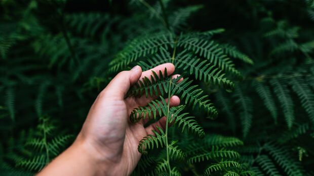 Understanding Addiction / Plant Spirit Healing