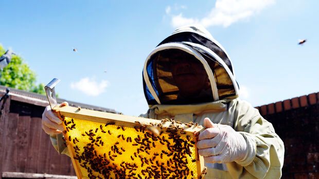 Land of the Lost / Beekeeping