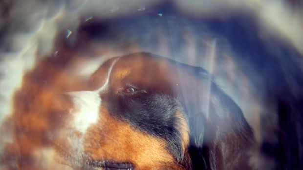 Animal Communication / Edgar Cayce's Readings