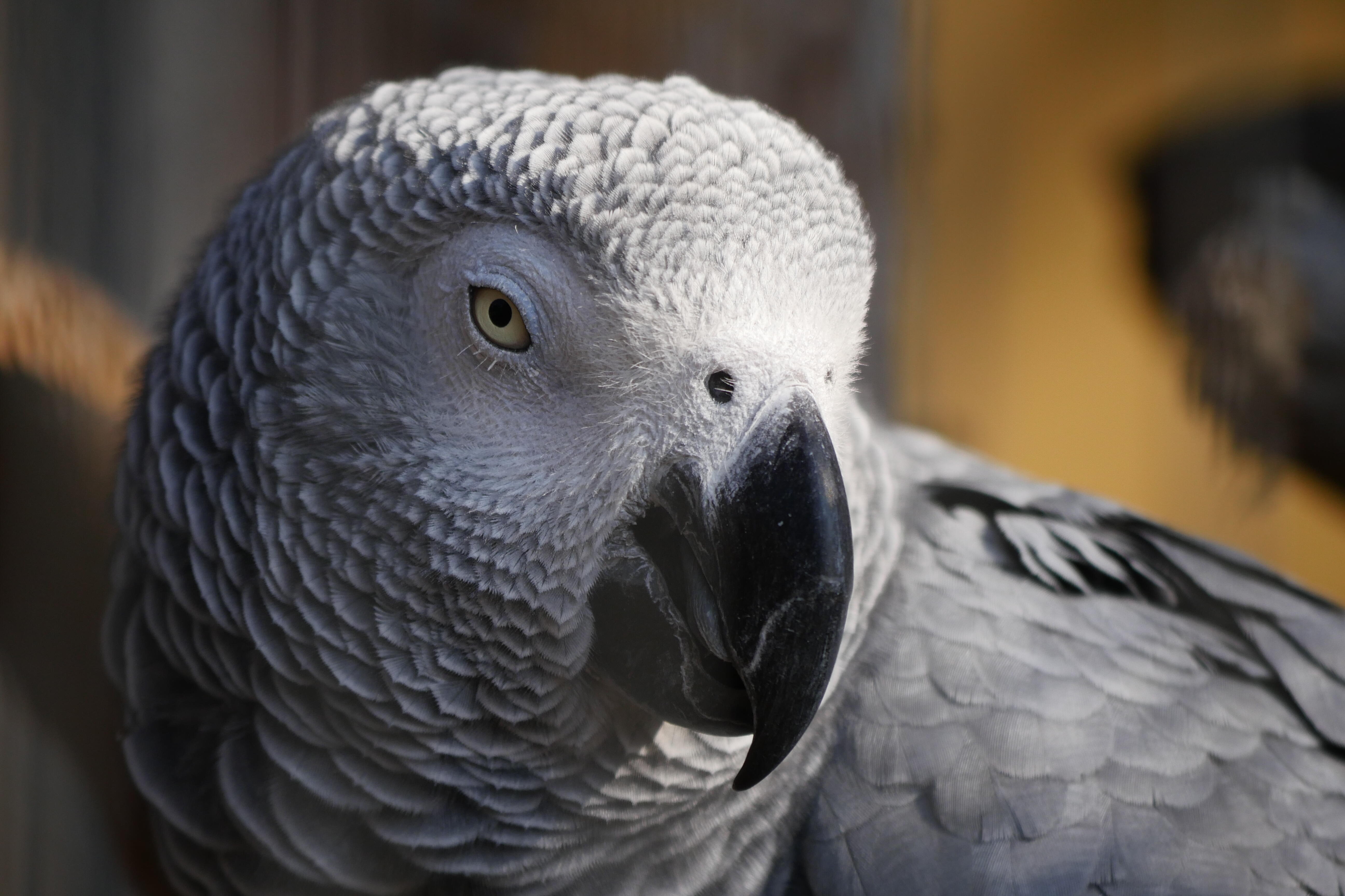 Watch: Parrot Breaks Guinness World Record For Identifying Objects