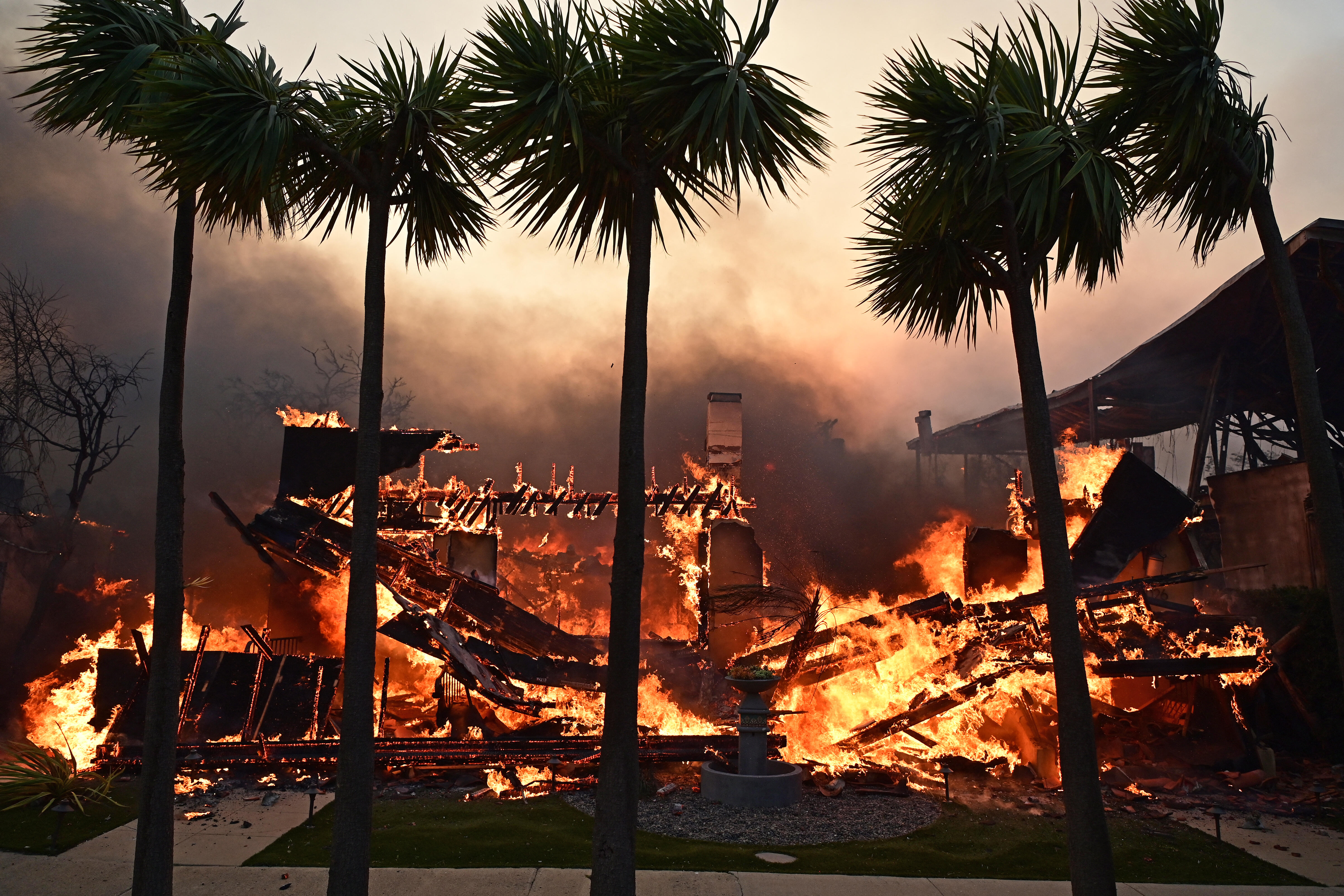 Untouched Trees from LA Wildfires Ignite Conspiracy Theories