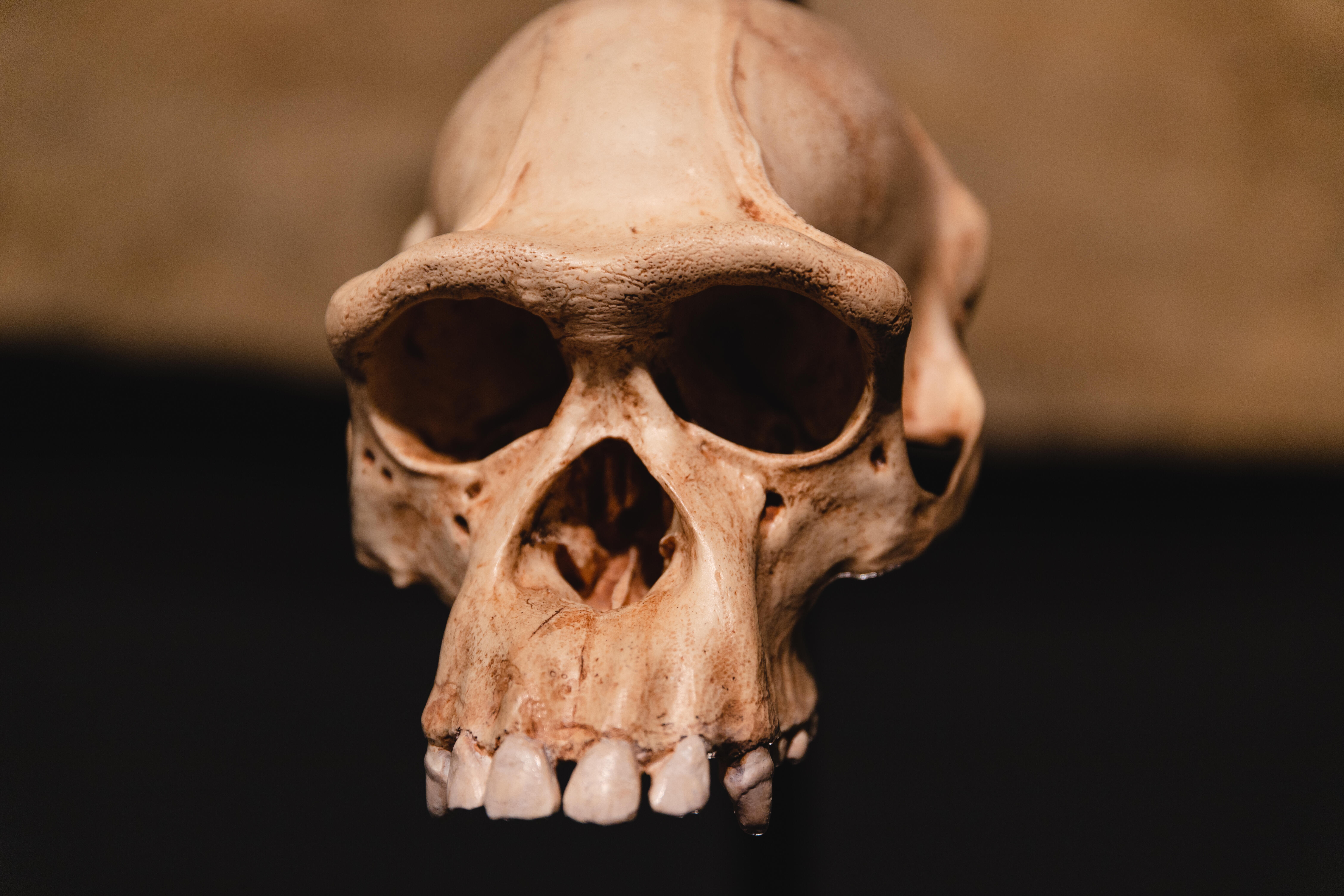 Rewriting Hominid History / Funerals & Technology