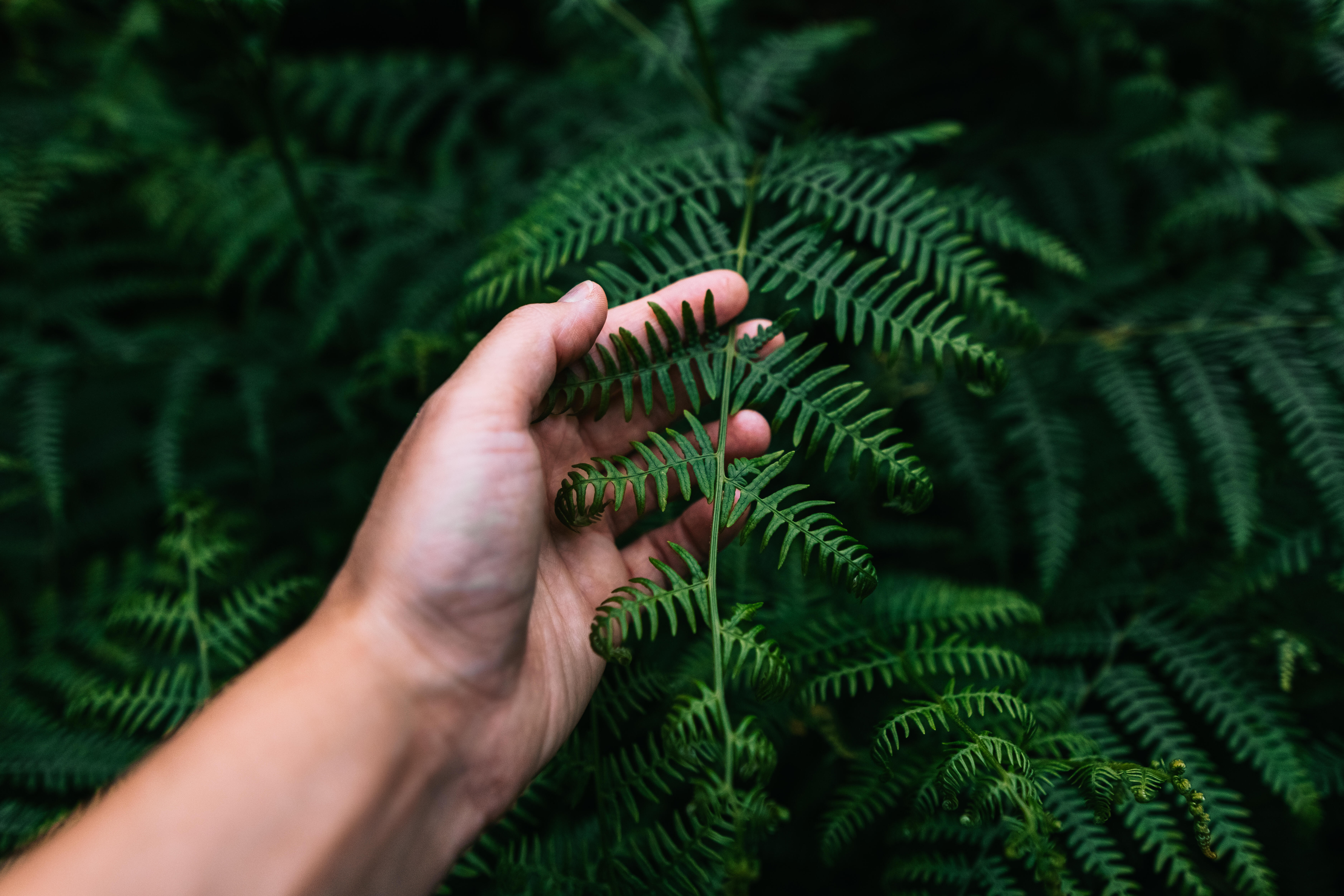 Understanding Addiction / Plant Spirit Healing
