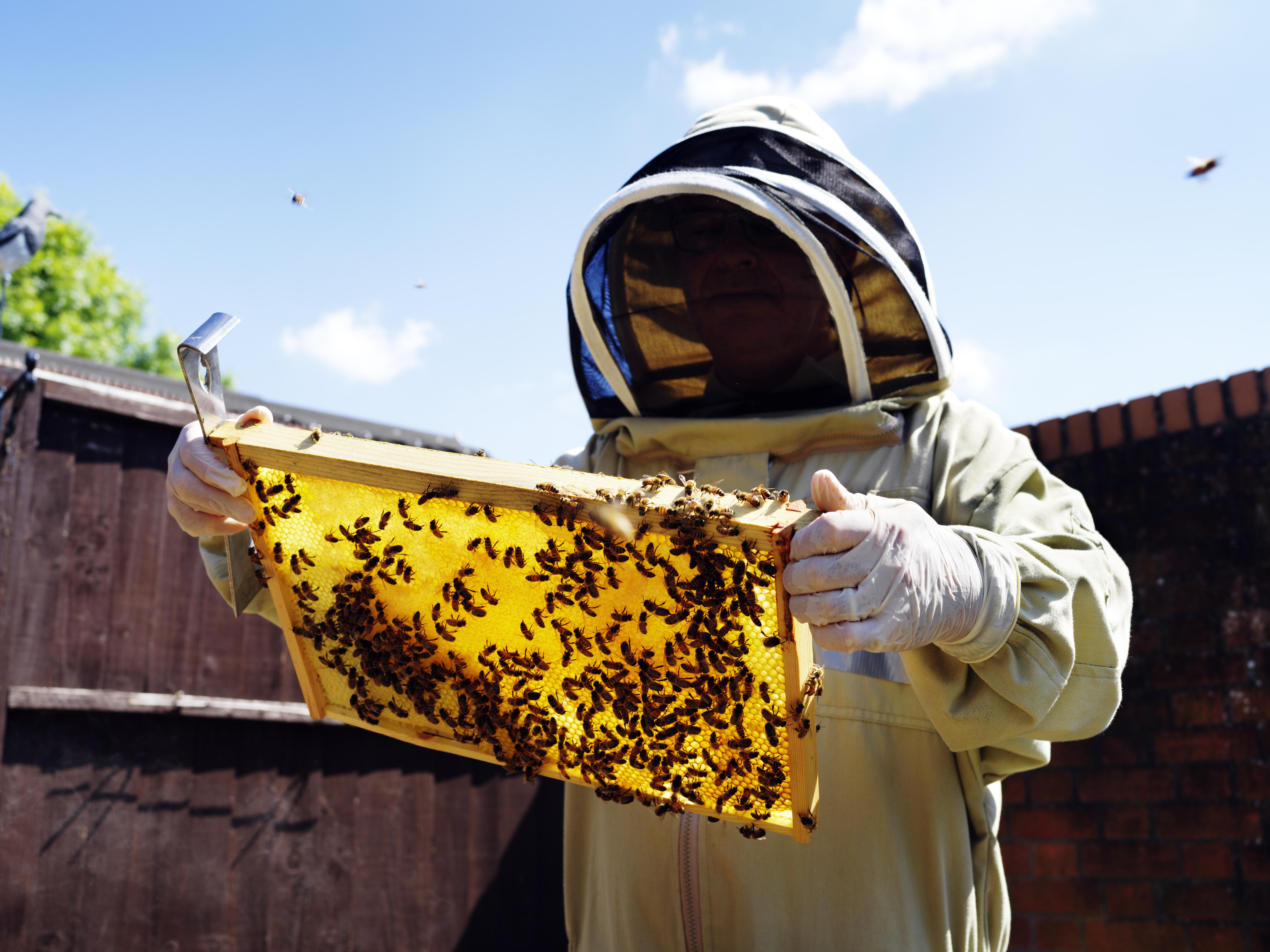 Land of the Lost / Beekeeping
